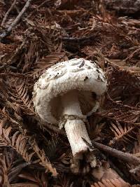 Chlorophyllum brunneum image