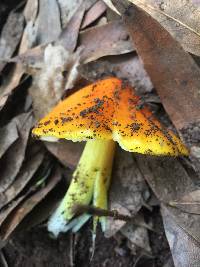 Hygrocybe acutoconica image