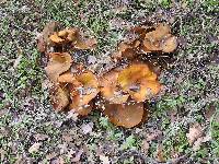 Omphalotus olivascens image