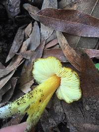 Hygrocybe acutoconica image