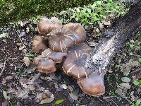 Armillaria mellea image