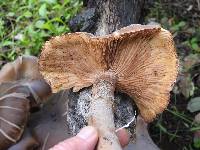 Armillaria mellea image