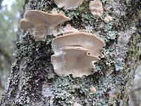 Trametes versicolor image