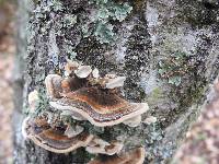 Trametes versicolor image