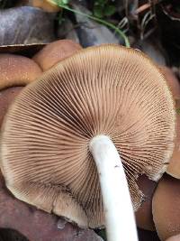 Psathyrella piluliformis image