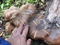 Armillaria mellea image