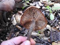 Armillaria mellea image