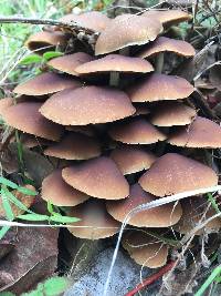 Psathyrella piluliformis image