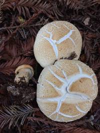 Leucopaxillus albissimus image