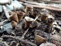 Cyathus striatus image