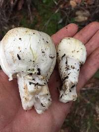 Agaricus albolutescens image