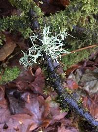 Evernia prunastri image