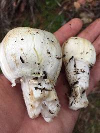 Agaricus albolutescens image