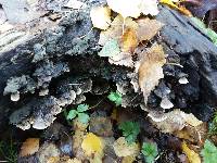 Trametes versicolor image