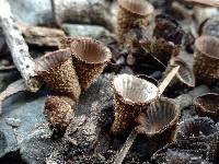 Cyathus striatus image