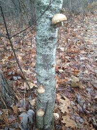 Piptoporus betulinus image