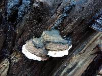 Ganoderma applanatum image