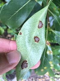 Puccinia coprosmae image