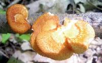 Polyporus alveolaris image