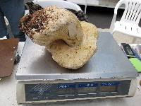 Boletus rex-veris image