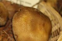 Agaricus osecanus image