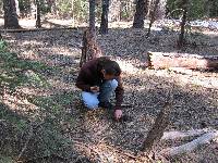 Gyromitra montana image