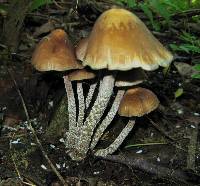 Psilocybe zapotecorum image