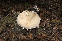 Chlorophyllum brunneum image