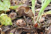 Psilocybe cyanescens image