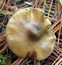 Psilocybe caerulescens image