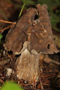 Helvella maculata image