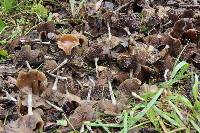 Psilocybe cyanescens image