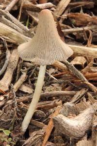 Coprinopsis lagopus image