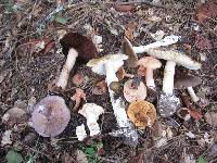 Lactarius xanthogalactus image