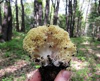 Ramaria rasilispora image