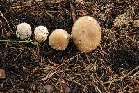 Amanita pantherina image