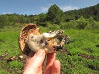 Psilocybe caerulescens image