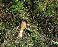 Psilocybe zapotecorum image