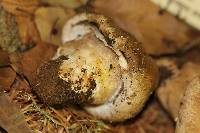 Agaricus osecanus image