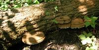 Ganoderma applanatum image