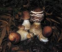 Chlorophyllum rhacodes image