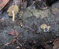 Simocybe centunculus var. centunculus image