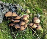 Psilocybe zapotecorum image