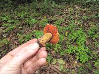 Boletus subvelutipes image