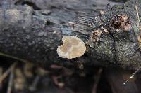 Simocybe centunculus var. centunculus image