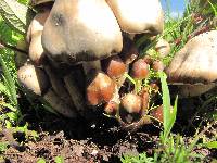 Psilocybe caerulescens image