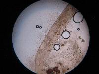 Phycomyces blakesleeanus image