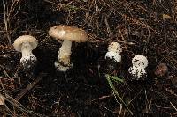 Amanita pantherina image