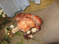 Boletus rex-veris image