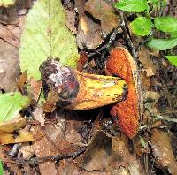 Boletus subvelutipes image